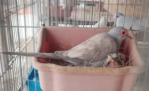 Red Dove Pair Available With One Chick 