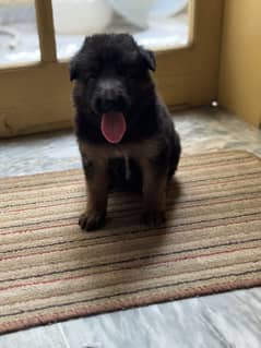 Supreme Quality GSD Puppies for Sale