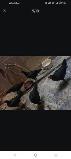 aseel hens