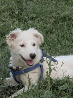 Adorable Russian  female  for sale 03197466703