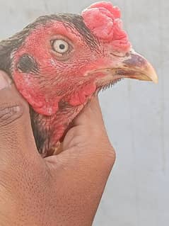 mushki mianwali male