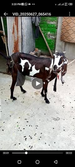 Goat | Bakri  | sheep | Bakri |  /بکری
