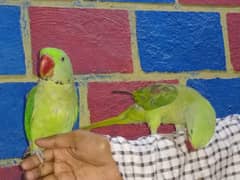 talking