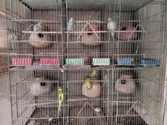 budgies setup