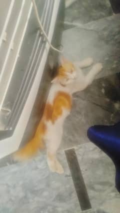 cat
