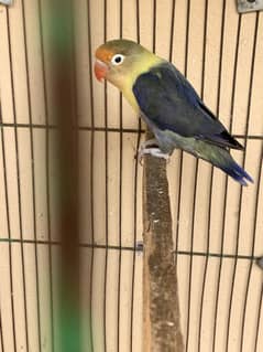 Love bird