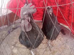 hen