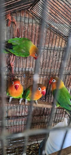 love birds