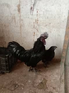 Ayam Cemani