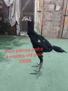 pure