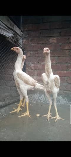 Paper white Aseel shamo