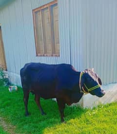 cow sahiwal