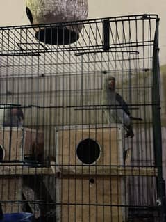 grey