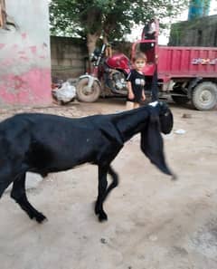 Bakra achcha bade Kan wala bakra age 4 month Badi Eid se pahle hua hai