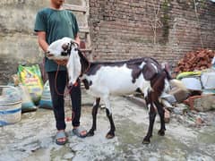 Amritsar Nagari bakre