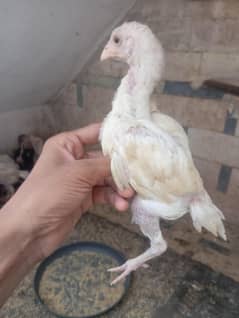 aseel