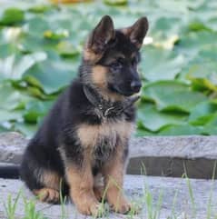 German