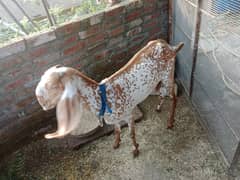 bakri