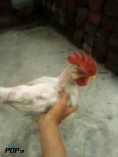 new
