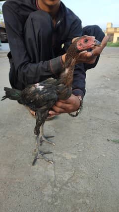 Thai aseel Good quality