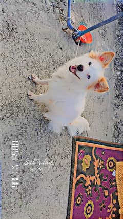 Urgent sale