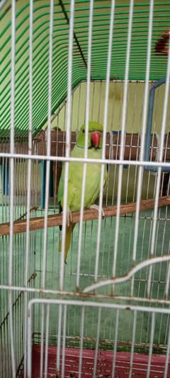 parrot