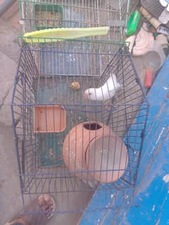Albino love bird breeder pair