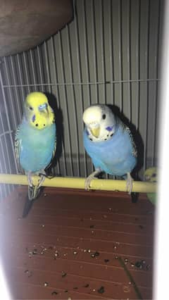 Australian budgies 3 pair
