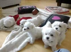 poodle