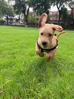 Labrador