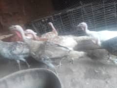 Turkey