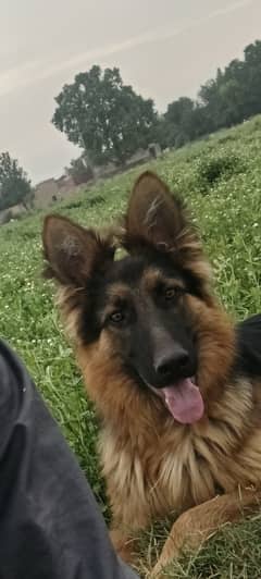 03320927282 German Shepherd age 8 months