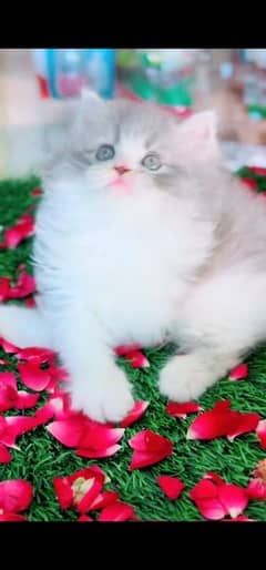 blue eyes white Persian kitten|Triple long coat |WhatsApp. 03250387943