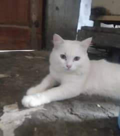 Persian pear [Persian cats ] Triple coated cats for sale