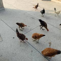 Chicks