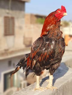 High Quality Murgh for Sale