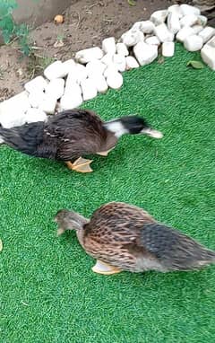 Duck
