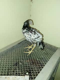hen chick