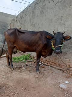 Australian cross cow for sale