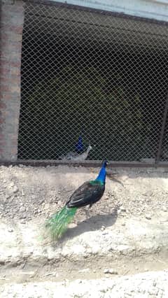 black shoulder peacock