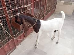 2 dant kamori female ,teddy pair kindly read description