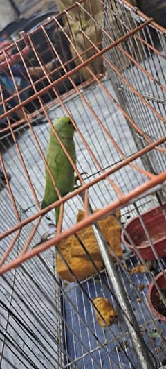 parrots