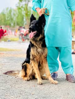 German shepherd female