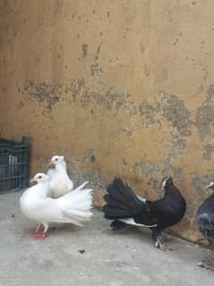 lucka/lucky