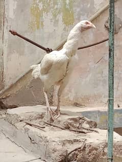 heera aseel