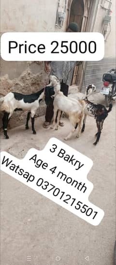 goat | Bakra | Bakra ka bacha | goats baby | goats