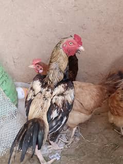 mainwali aseel