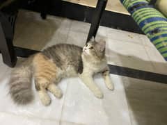 person kitten grey golden and white