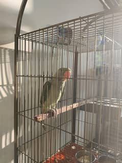 rawparrot 5 months old talking