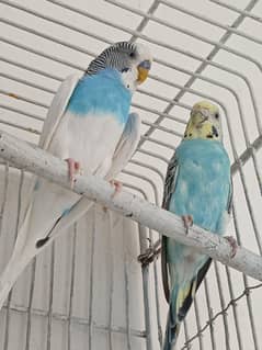 Australian Breeder Pair For Sale